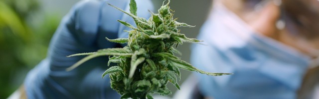 UHAPŠENO TROJE: Policija zaplenila više od 100 kilograma marihuane