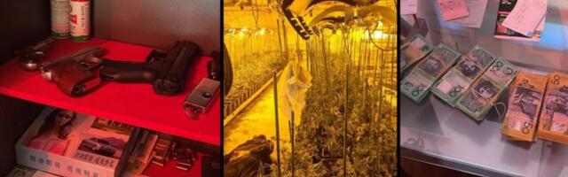 OTKRIVENA LABORATORIJA, UHAPŠENE TRI OSOBE! U blizini Obrenovca zaplenjeno više od 50 kilograma marihuane, ORUŽJE I NOVAC (FOTO)