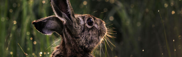 PREMA KINESKOM HOROSKOPU Ovo je 5 top najsrećnijih znakova u 2023. godini