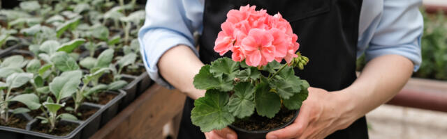 Dekorativne muškatle