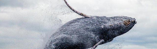 Револуција изнад океана: Како су дронови променили истраживање китова (ВИДЕО)