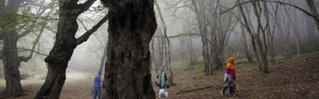 Иран тражи међународну помоћ због пожара у шумама светске баштине