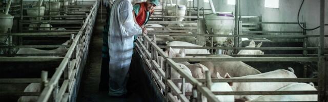 Proglašena vanredna situacija zbog afričke kuge svinja: Žarišta potvrđena kod Barselone