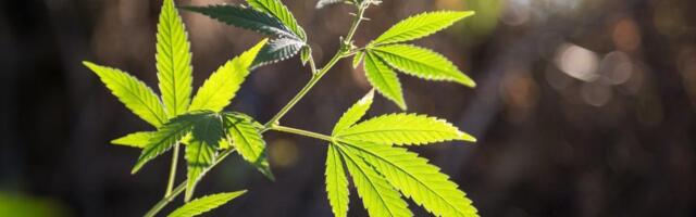 LEGALIZOVAN KANABIS U MEDICINSKE SVRHE: Savet ministara BiH usvojio odluku