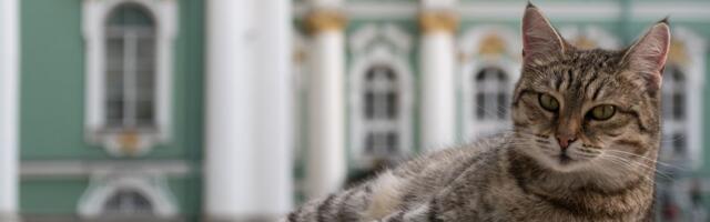 Vasilije Holanđanin je predak čuvara Ermitaža: Znate li zašto mačke iz ovog muzeja ne smeju mnogo da jedu?