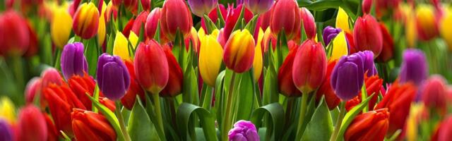 Ovo imanje u Srbiji prekrile su lale: Cena jedne malo skuplja od hleba