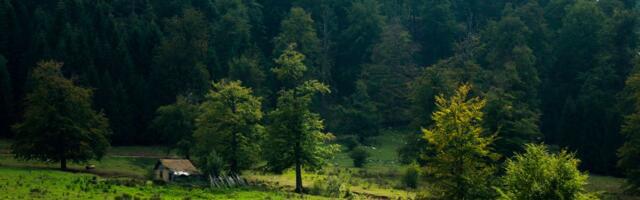 Fotograf snimio retku i zaštićenu vrstu na istoku Srbije: Ponosno pozira ispred kamere, scena je neverovatna