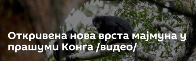 Откривена нова врста мајмуна у прашуми Конга /видео/