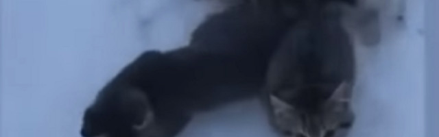 Čovek je spasio smrznute mačiće od sigurne smrti, a u svemu tome mu je pomogla samo kafa!
