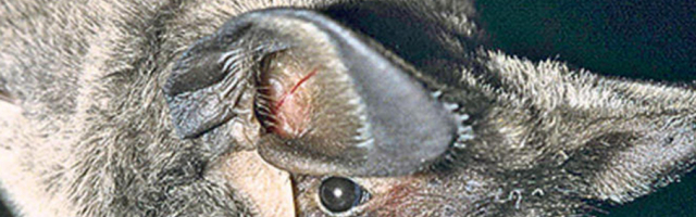 Koronavirus prenet na ljude preko "domaćina posrednika"?