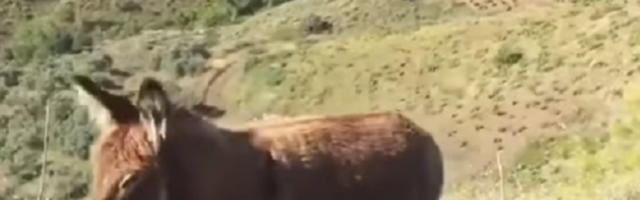 Čovek se nakon dva meseca sreo sa svojim četvoronožnim prijateljem koji je "briznuo u plač"  (VIDEO)