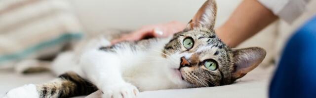 Mačka putovala vozom sama! Nije joj PRVI PUT, oglasila se i POLICIJA