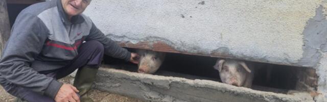 Čudo sa Maljena! Jedno prase postalo je miljenik celog sela, evo zašto (FOTO/VIDEO)