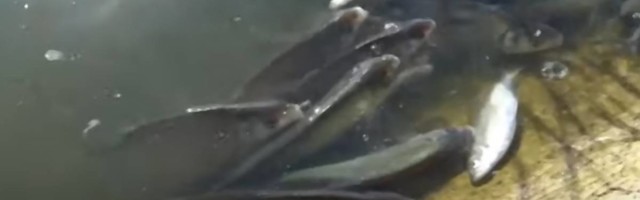 Sramota sa vodom u Zrenjaninu nema kraja - Begej smrdi zbog pomora ribe, ljudi se guše, a nadležni opet obećavaju u prazno
