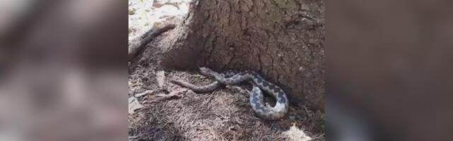 Sezona parenja zmija otrovnica - Pešterski rendžer naleteo na poskoka dugog preko jednog metra