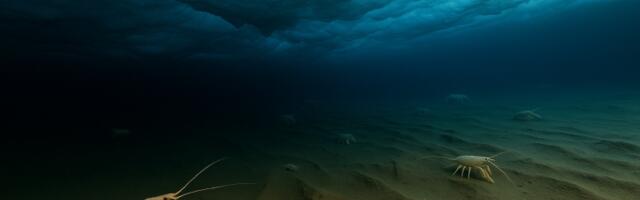 Ispod 500 metara leda: Naučnici pronašli „jastogolika“ stvorenja duboko ispod Antarktika