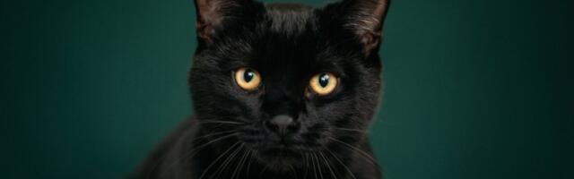 Dok pije vodu iz česme pretvara se u demona: Snimak crne mačke šokirao internet (VIDEO)