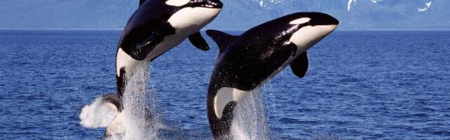 Kitovi ubice stiču zastrašujuće navike: Sve su pametniji, ali i OPASNIJI! Da li su za to krivi ljudi?