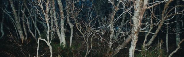 Horor u srpskom komšiluku: Zver iz šume napala muškarca, čovek jedva ostao živ