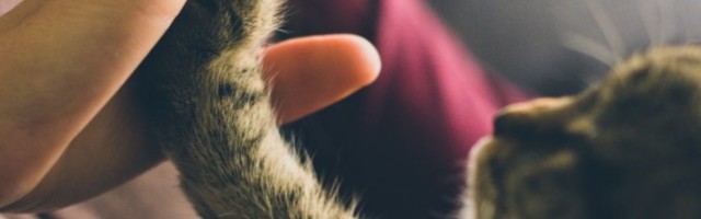 NISU SAMO KUCE ZAVISNE OD LJUBAVI GAZDE: Studija pokazala da se mace vezuju za vlasnike, kao i psi!