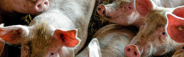 Вишак свињетине у ЕУ притиска и домаће цене меса