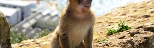 Naučnici utvrdili zašto majmuni na Gibraltaru jedu zemlju: Krivi su turisti