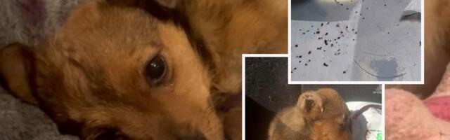 Sa Verinog tela uklonjeno više od 200 krpelja: Volonter slučajno pronašao odbačenu mrvu staru 6 meseci