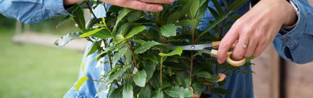 Lovorov list je zdraviji nego što mislite: Kako da ga uzgajate kod kuće, korak po korak