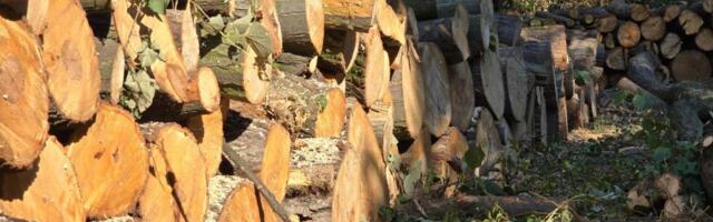 Kreni-Promeni: 10.000 građana za par sati potpisalo peticiju za zaštitu Košutnjaka