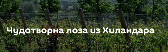 Чудотворна лоза из Хиландара
