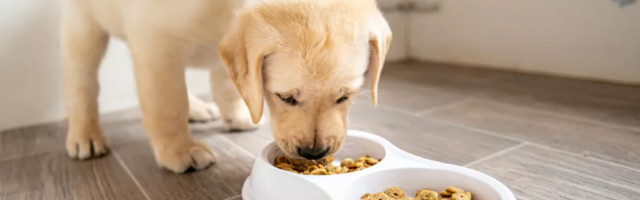 Kada prestati sa hranjenjem psa hranom za štence?