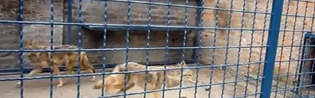 Zoo vrt skretanje pažnje sa ključnih problema