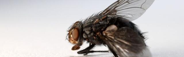 Tri sastojka iz kuhinje oteraće dosadne muve kao od šale