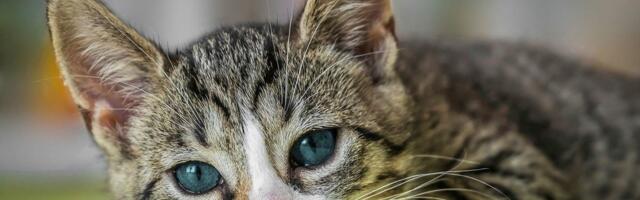 Kako prepoznati neurološke probleme kod mačke