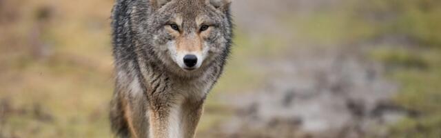 Vuk ušetao u dvorište žene u selu kod Krupnja: „Strah je veliki“