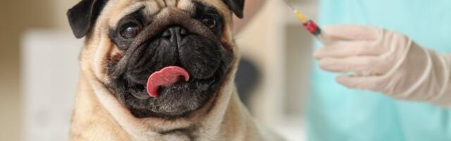 3 rase pasa traže najviše pažnje: Stručnjaci otkrivaju da su najzahtevniji za čuvanje (FOTO)