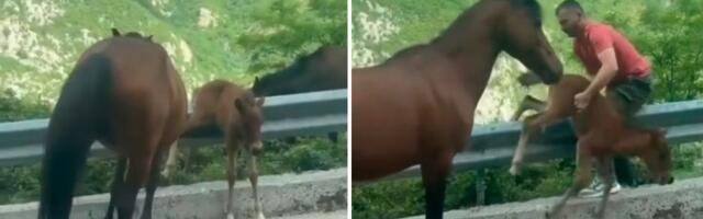 (VIDEO) Vozač heroj: Ždrebe se zaglavilo na bankini, čovek ga spasao u poslednjem trenutku