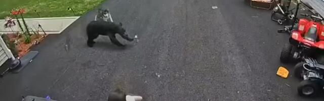 Породични пас Бела спасао дечака кога је напао медвед у дворишту