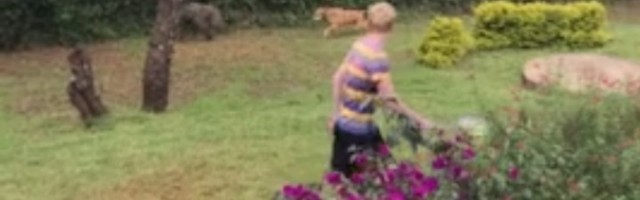 Babun upao u dvorište: Pas rešio (VIDEO)
