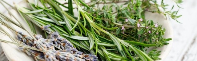 OVO VAM JE POTREBNO DA PRIVUČETE BOGATSTVO! Malo ko zna da ova biljka donosi novac!