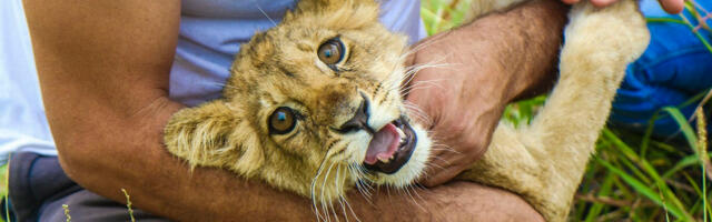 Pronađeno mladunče lava u Subotici dobilo ime – Kikica