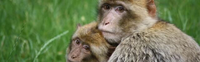 Srećno sa tim - kineski naučnici pokušavaju da odgonetnu izvor ljudske pameti