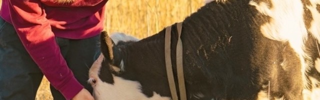 Grljenje krava je novi svetski trend: Korisna zabava koja oslobađa od stresa