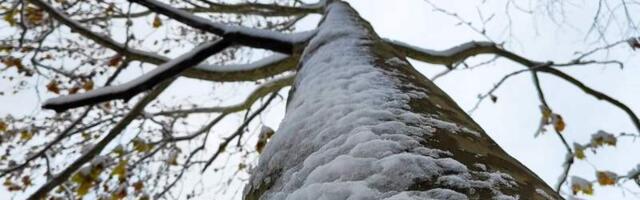 Bošković: 20 centimetara snega pokazale kolaps celog državnog sistema