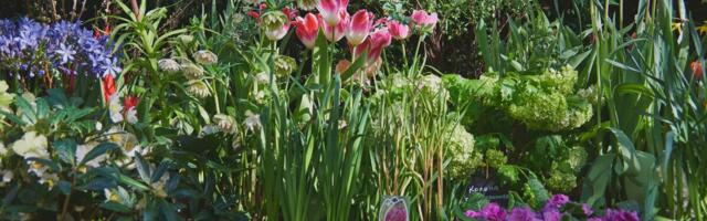 Biljke zbog kojim možete dobiti kaznu na proleće: Udariće vas po džepu do čak 4.000 evra, ako ne znate za ovo