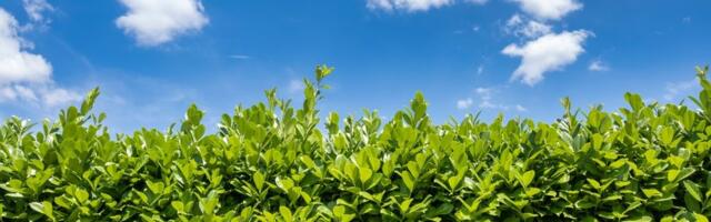 Najlepša živa ograda bez mnogo truda? Rešenje je ova biljka