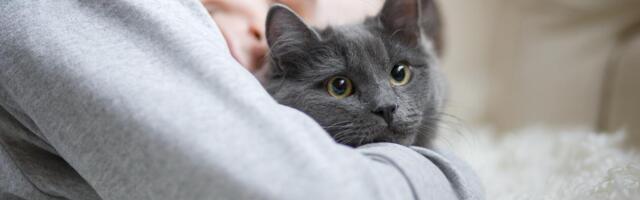 Evo kako mačke biraju najdražu osobu: Veterinari otkrili tajnu, mnogo su opreznije nego psi