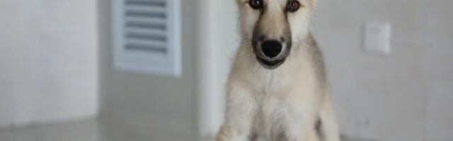 Kineski naučnici uspešno klonirali štene arktičkog vuka