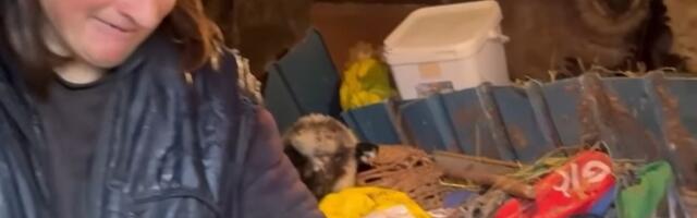 Sestre Roska i Mika spavaju sa ovcama, najgolema bolka im je što nemaju kuću (video)