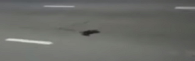 Padale su sa neba mrtve ptice (VIDEO)